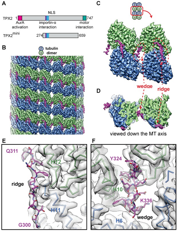 Structural insight into TPX2stimulated microtubule assembly eLife