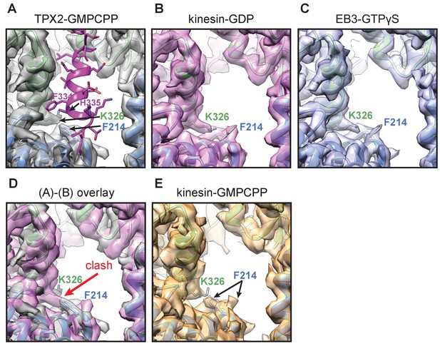 Figures And Data In Structural Insight Into TPX2-stimulated Microtubule ...