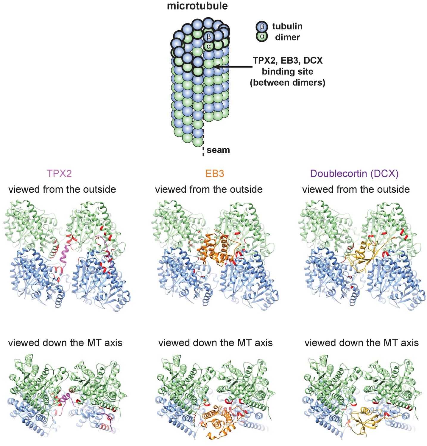 Figures And Data In Structural Insight Into Tpx Stimulated Microtubule