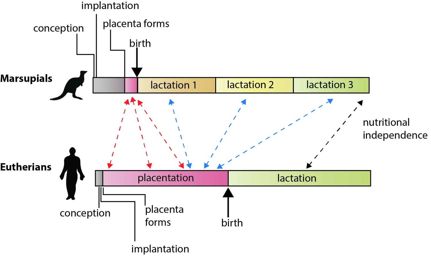 Reproduction: What is a placental mammal anyway? | eLife