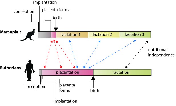 Reproduction: What is a placental mammal anyway? | eLife