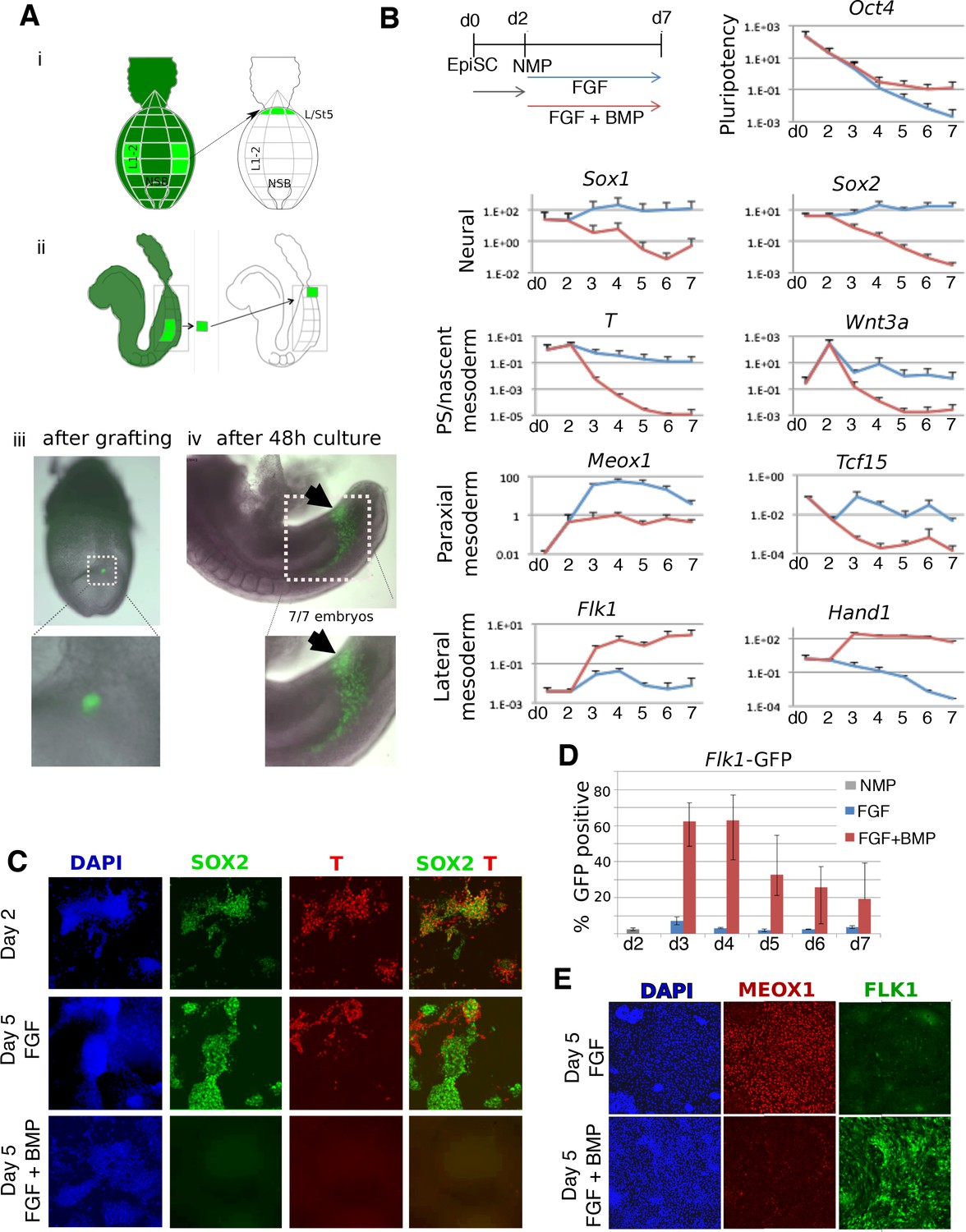 BMP and FGF signaling interact to pattern mesoderm by controlling basic ...