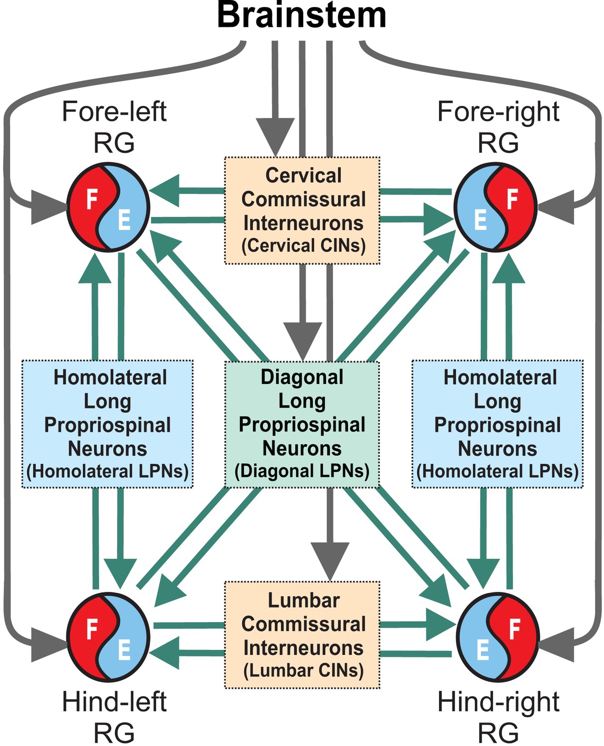 洋書 Computational Neurogenetic Modeling Mammalian-brain-inspired neuromorphic motion-cognition nerve