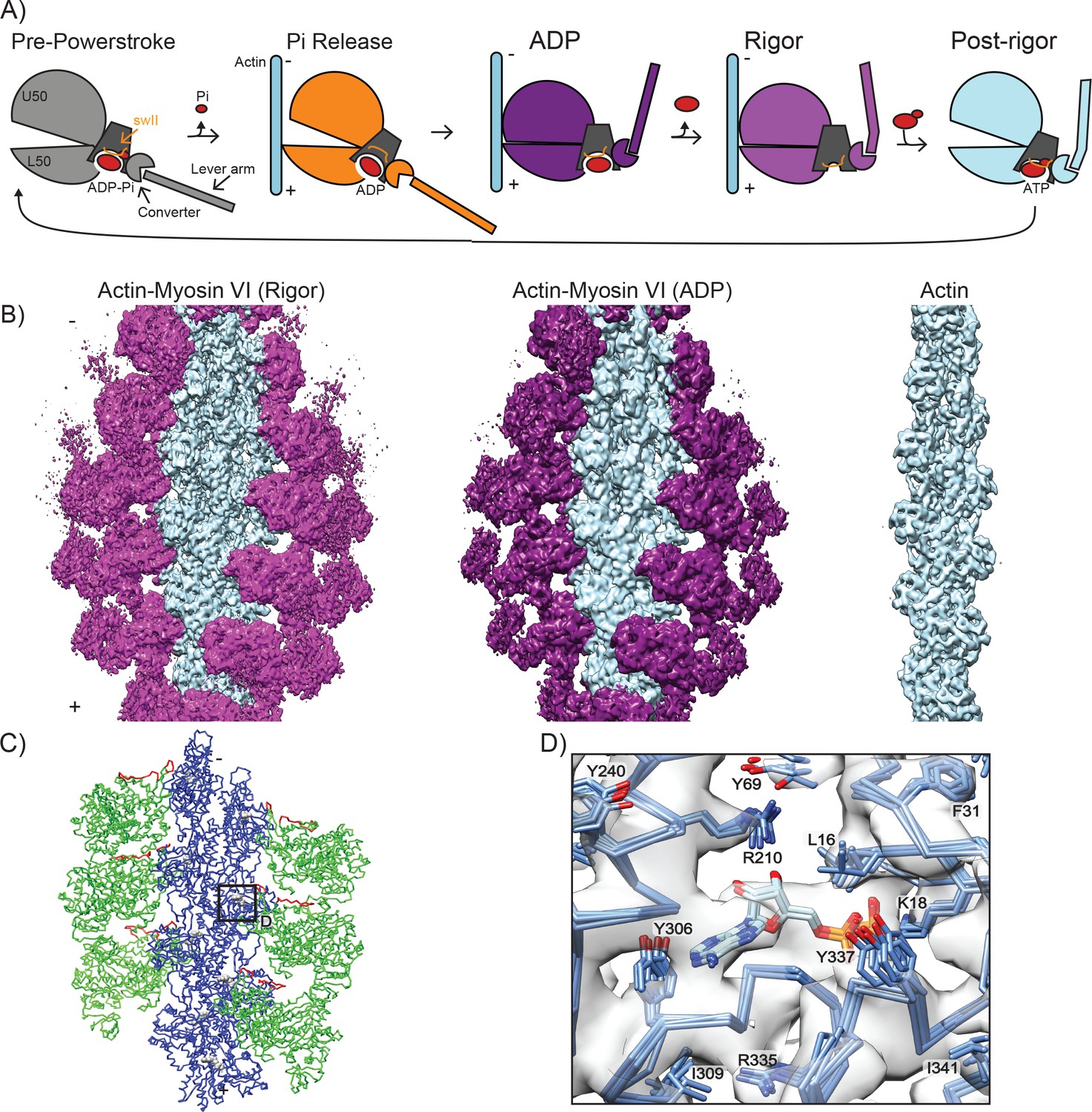 Cryo-EM Structures Reveal Specialization At The Myosin VI-actin ...