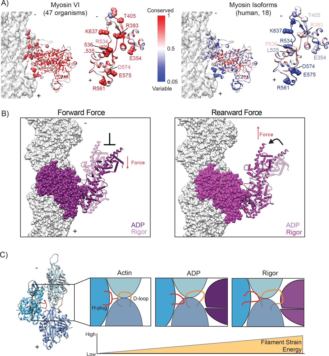 Figures and data in Cryo-EM structures reveal specialization at the ...