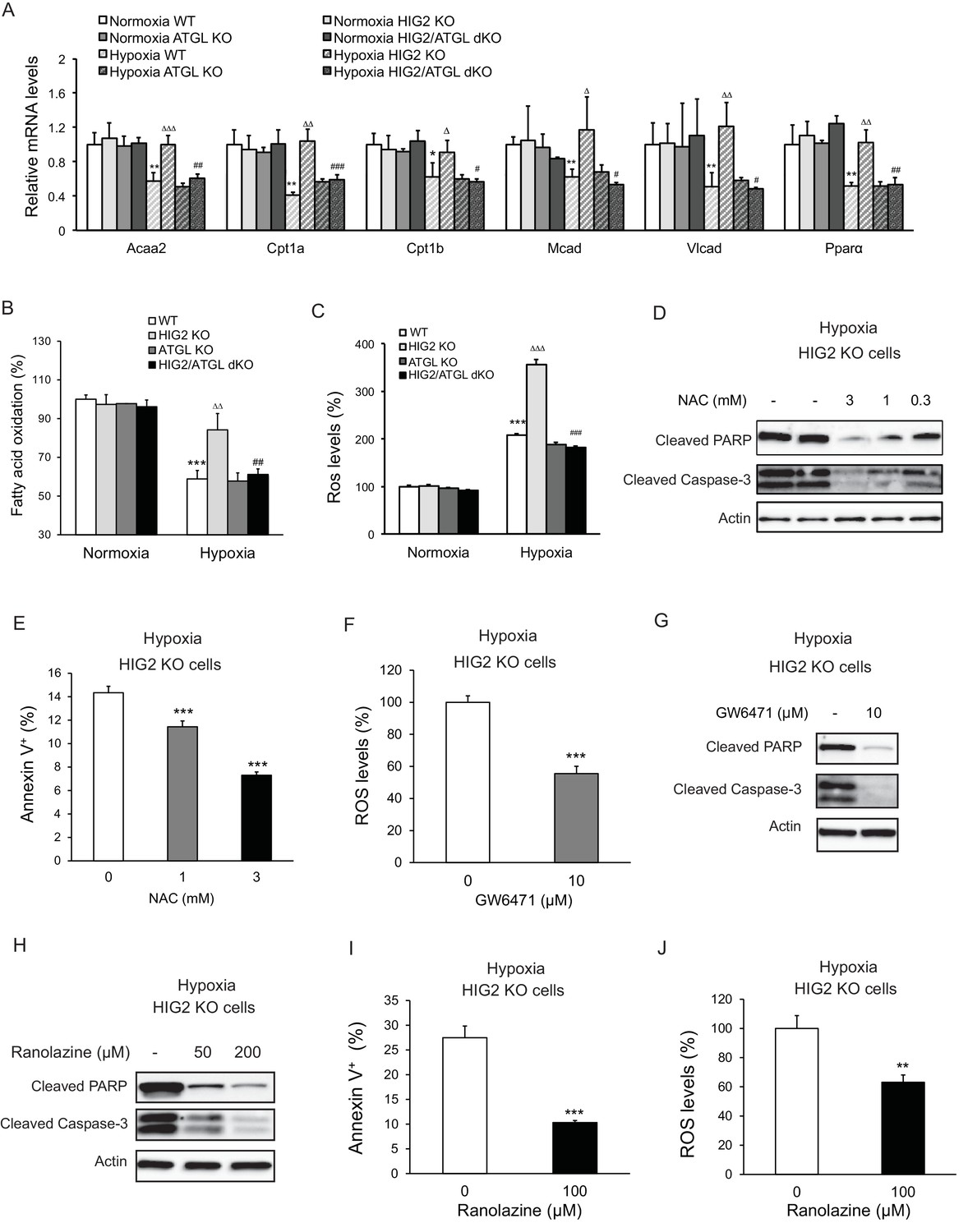 Figures and data in Inhibition of intracellular lipolysis promotes ...