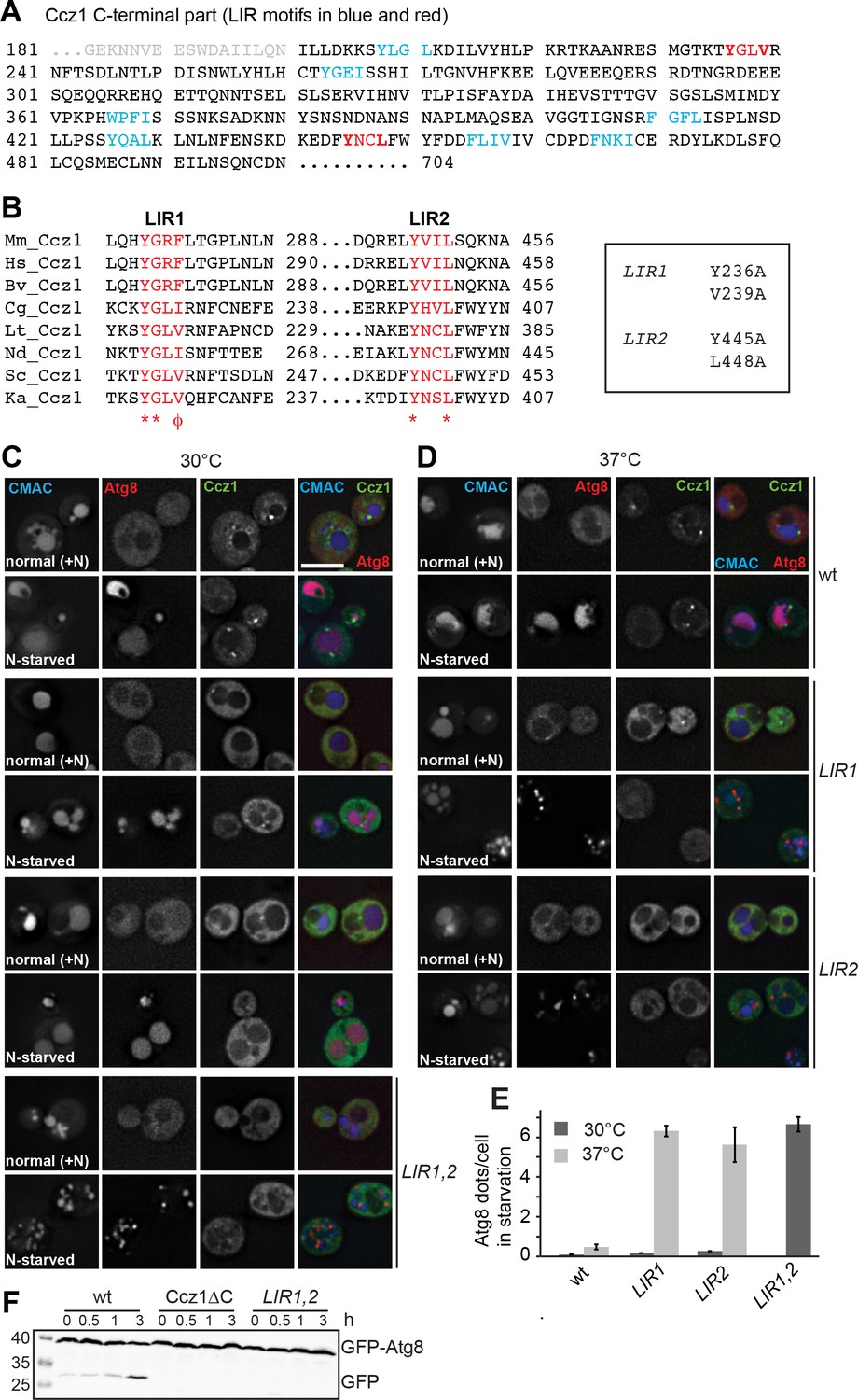 Molecular mechanism to target the endosomal Mon1-Ccz1 GEF complex 
