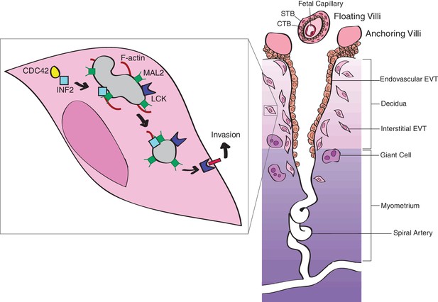 Inverted formin 2 regulates intracellular trafficking, placentation ...