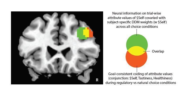 Cognitive regulation alters social and dietary choice by changing