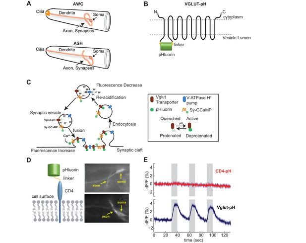 Figures and data in Diverse modes of synaptic signaling, regulation ...