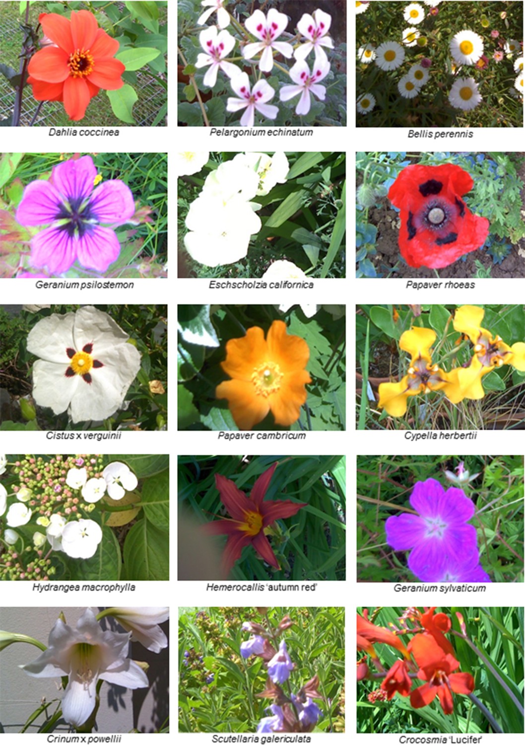 Figures and data in The diversity of floral temperature patterns, and