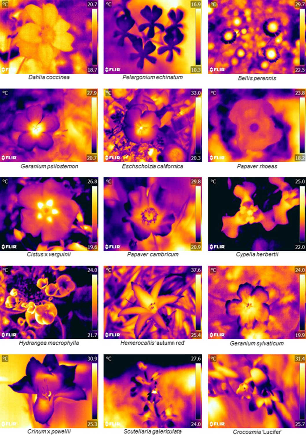 The diversity of floral temperature patterns, and their use by