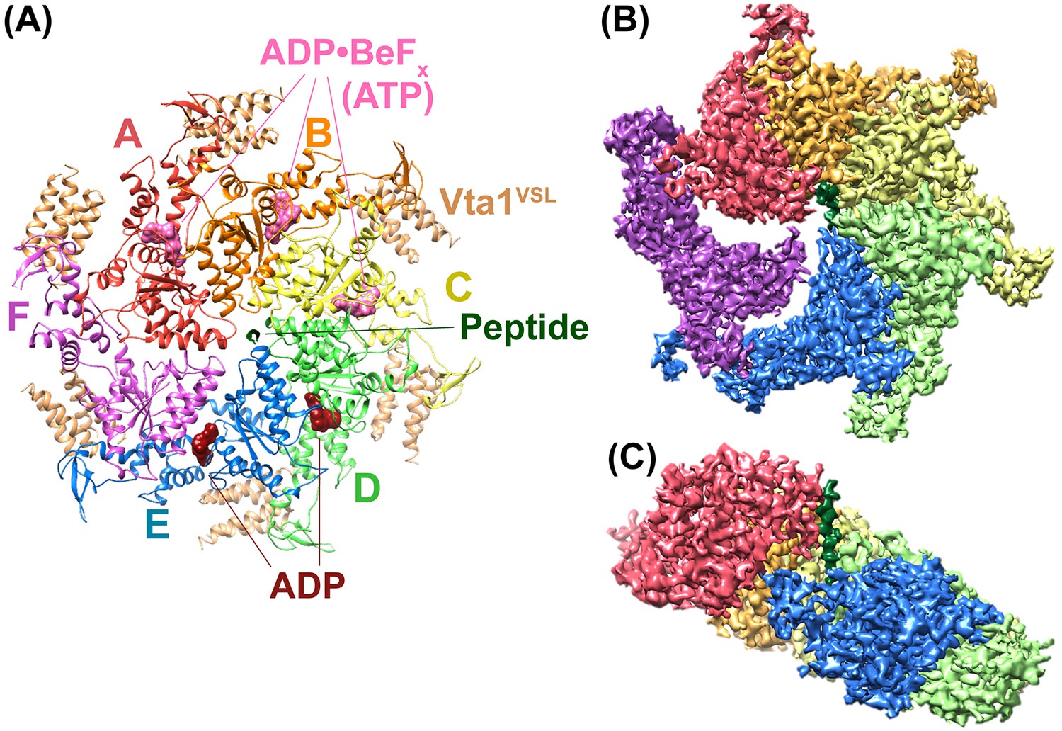 The a Atpase Vps4 Binds Escrt Iii Substrates Through A Repeating Array Of Dipeptide Binding Pockets Elife
