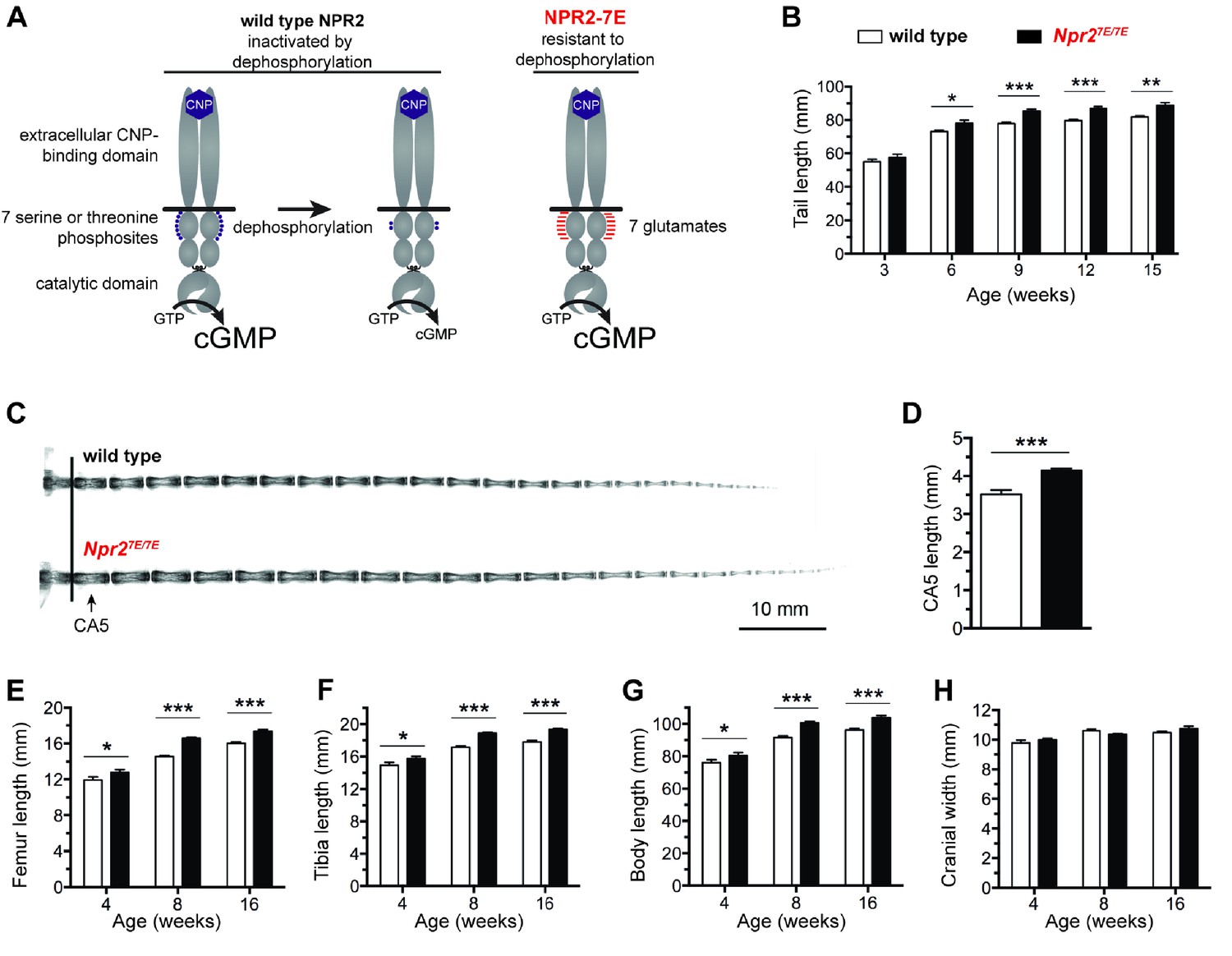 Figures And Data In Dephosphorylation Of The NPR2 Guanylyl Cyclase ...