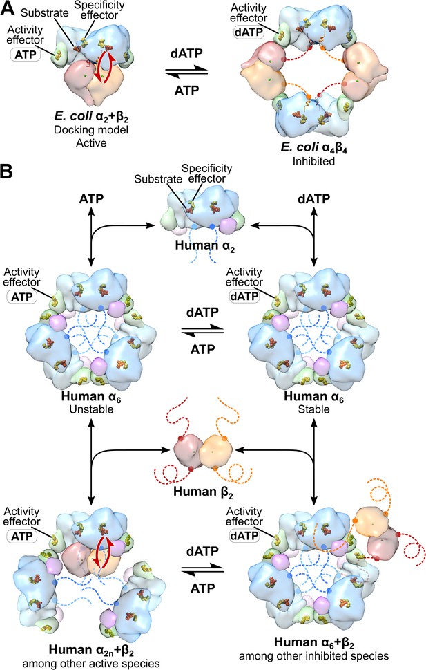 3.3-Å Resolution Cryo-EM Structure Of Human Ribonucleotide Reductase ...