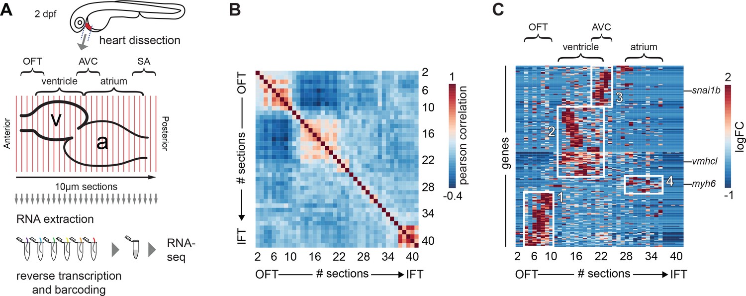 TomoSeq data search