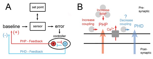 A postsynaptic PI3K-cII dependent signaling controller for presynaptic ...