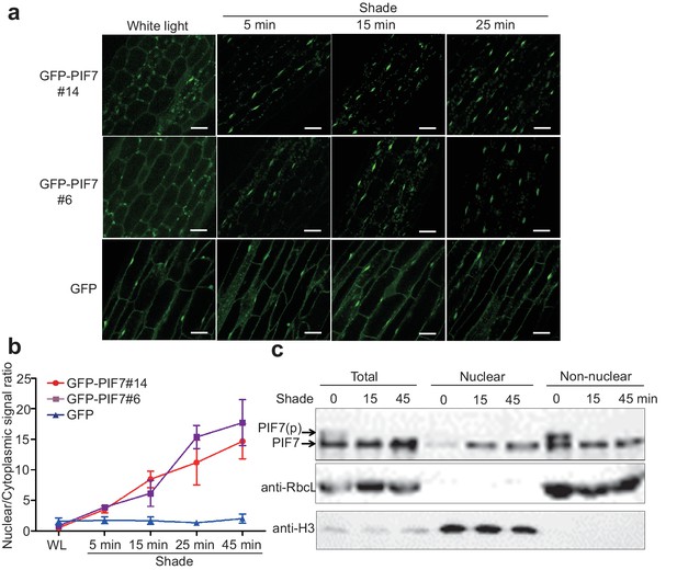 Figures And Data In Shade Induced Nuclear Localization Of Pif Is