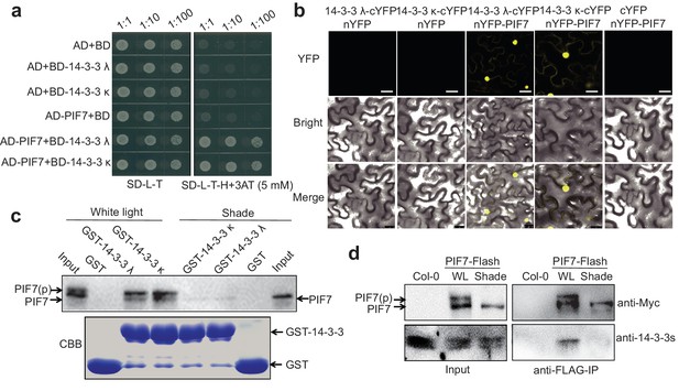 Shade Induced Nuclear Localization Of PIF7 Is Regulated By