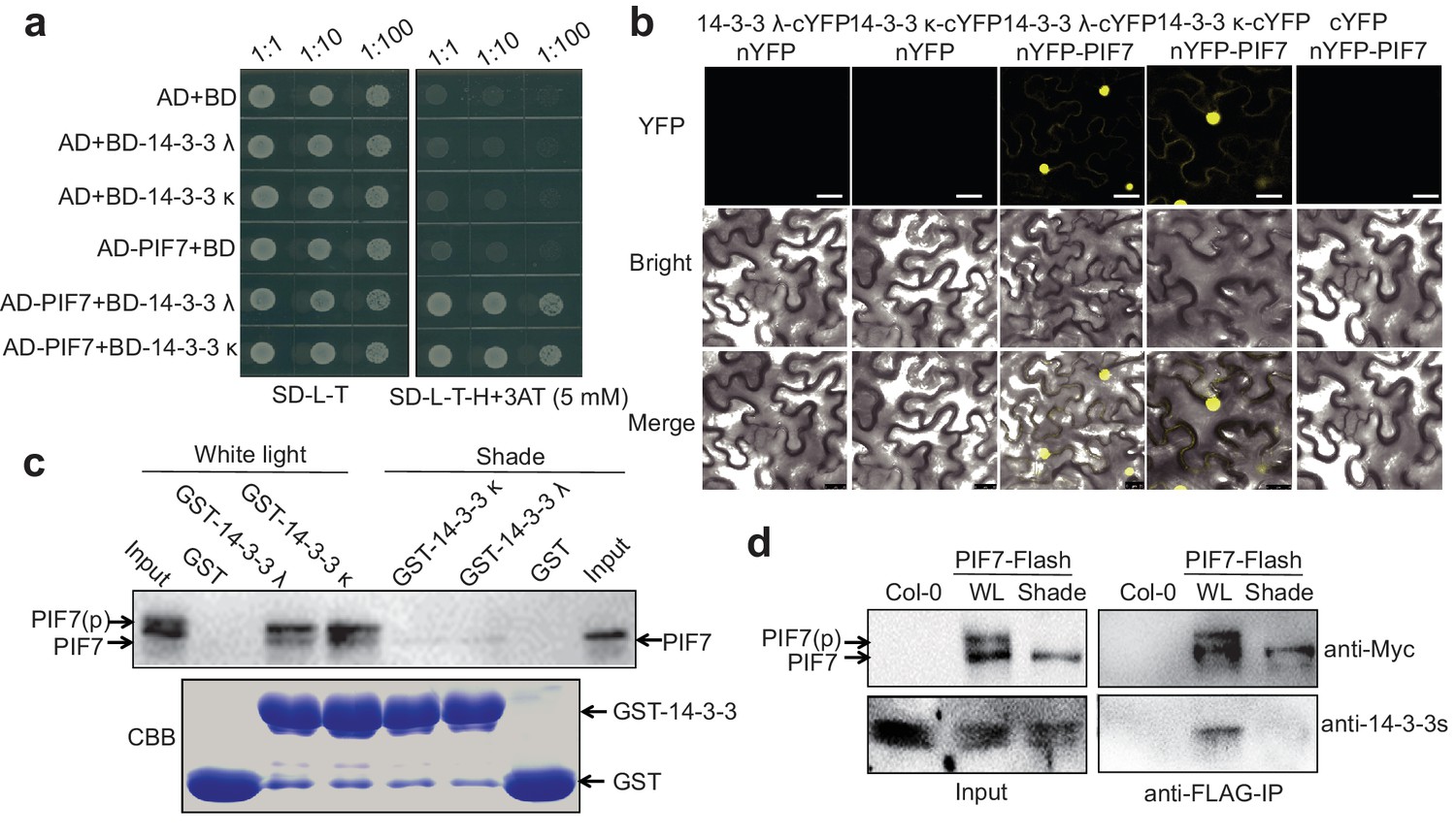 Shade-induced nuclear localization of PIF7 is regulated by 