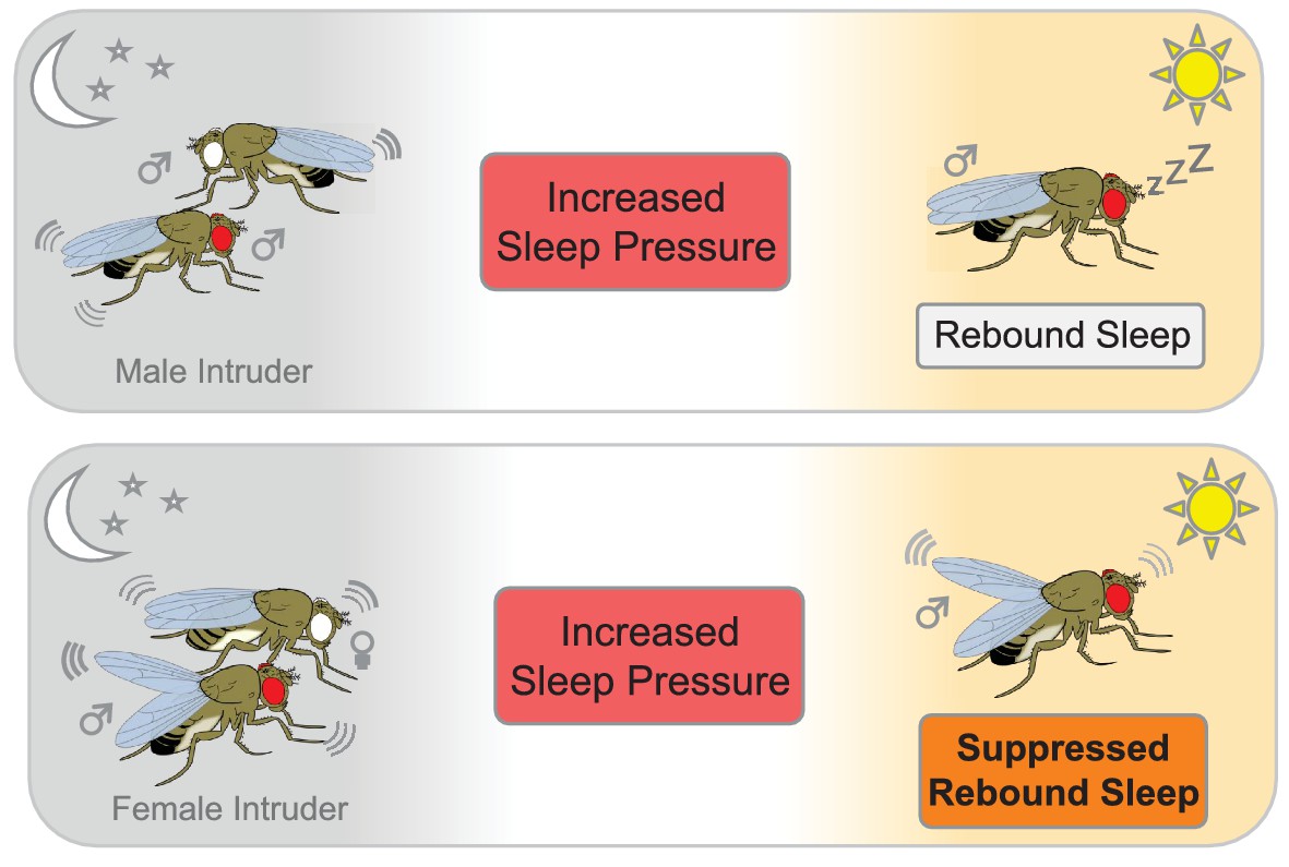 Sleep: To rebound or not to rebound | eLife