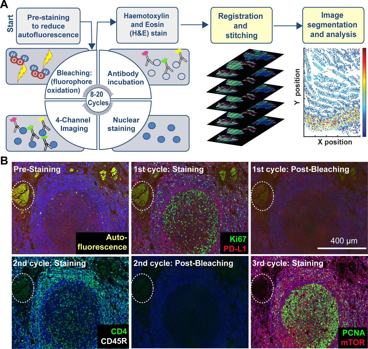 Figures And Data In Highly Multiplexed Immunofluorescence Imaging Of ...