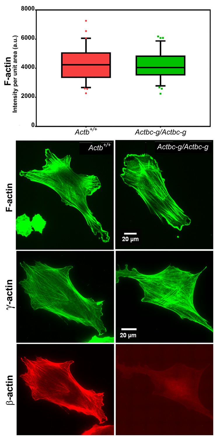 Diverse Functions Of Homologous Actin Isoforms Are Defined By Their Nucleotide Rather Than Their Amino Acid Sequence Elife