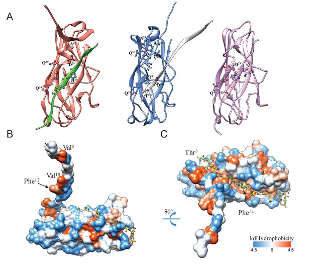 Figures and data in Functional role of the type 1 pilus rod structure ...