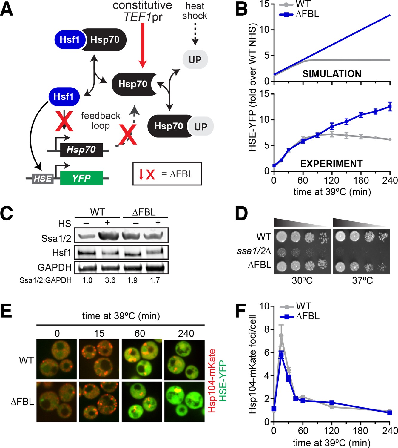 Hsf1 and Hsp70 constitute a two-component feedback loop that regulates ...