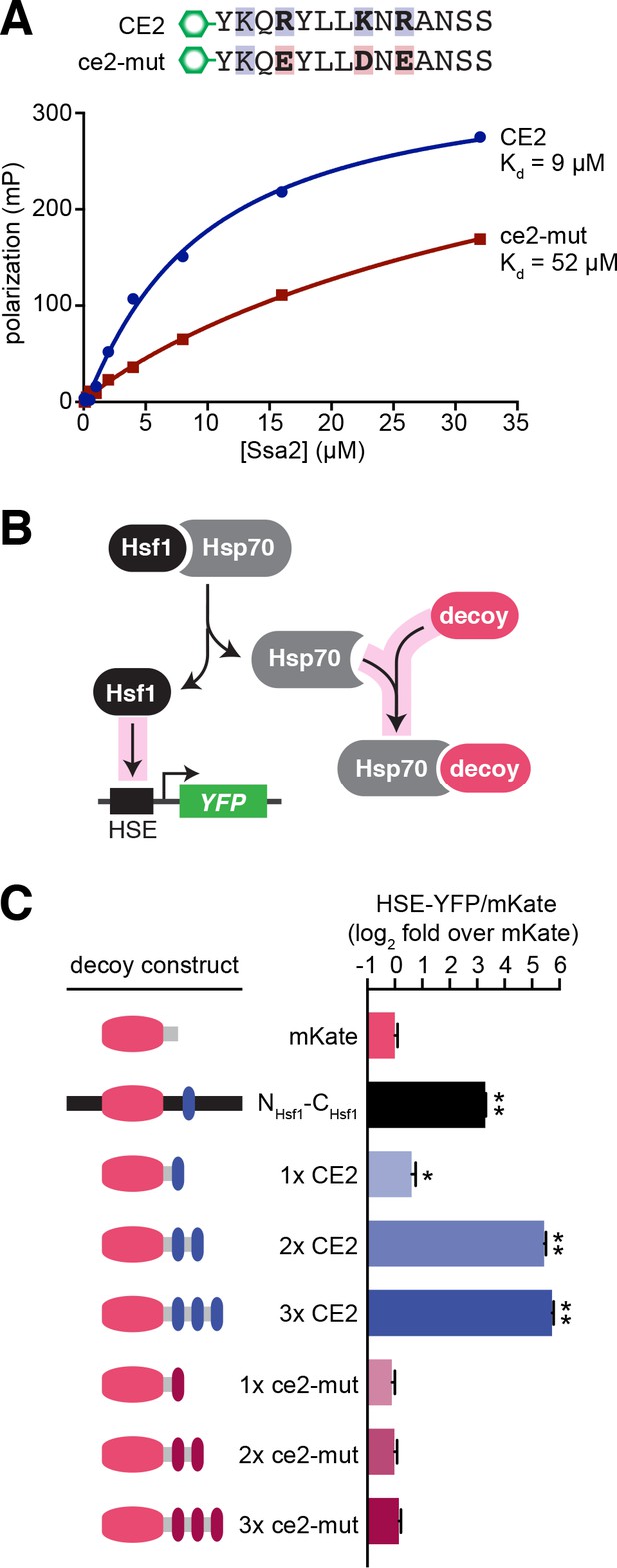 Hsf1 and Hsp70 constitute a two-component feedback loop that regulates ...