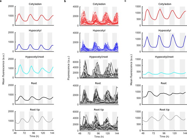 Figures and data in Coordination of robust single cell rhythms in the ...