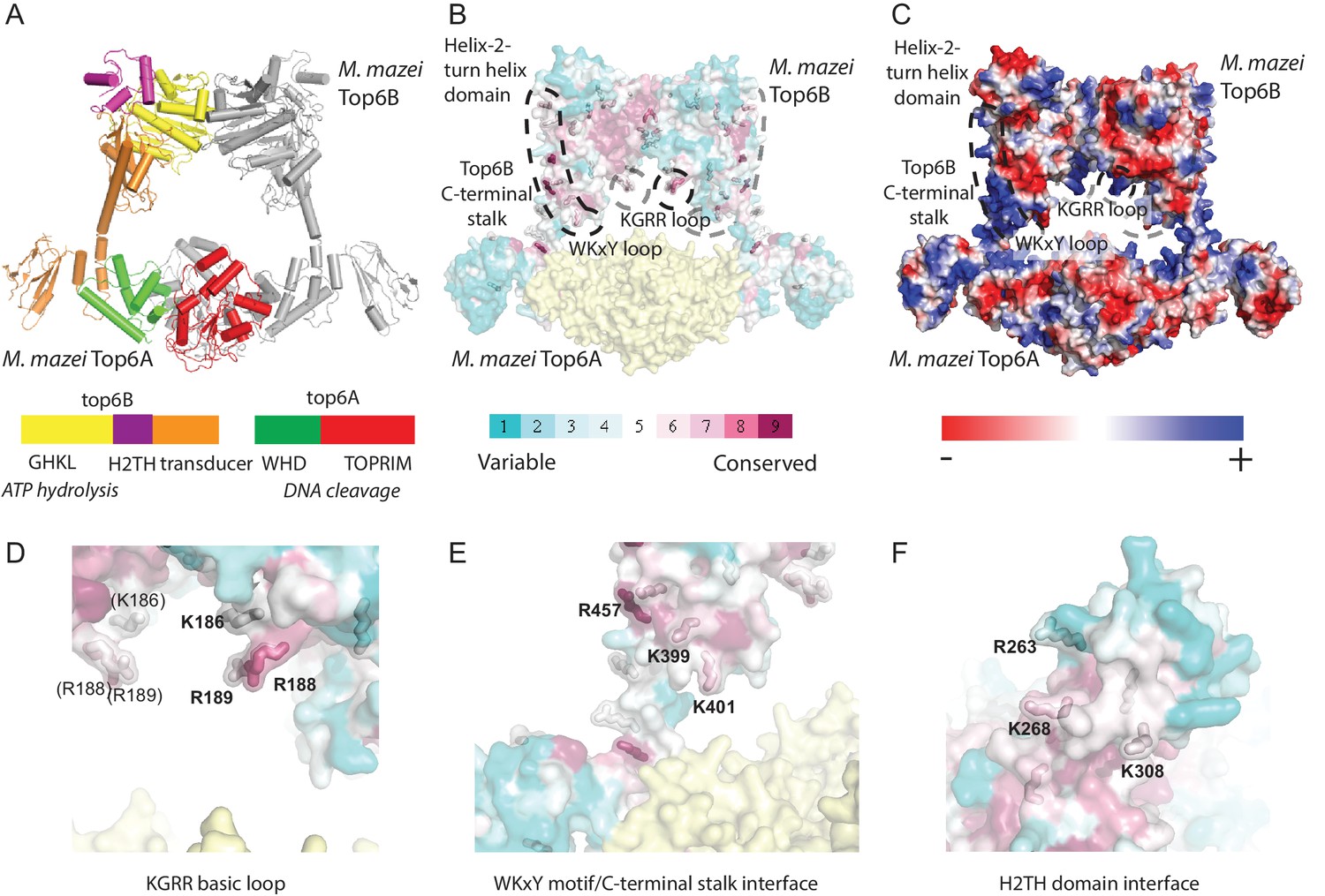 Topoisomerase VI senses and exploits both DNA crossings and Topoisomerase VI senses and exploits both DNA crossings and