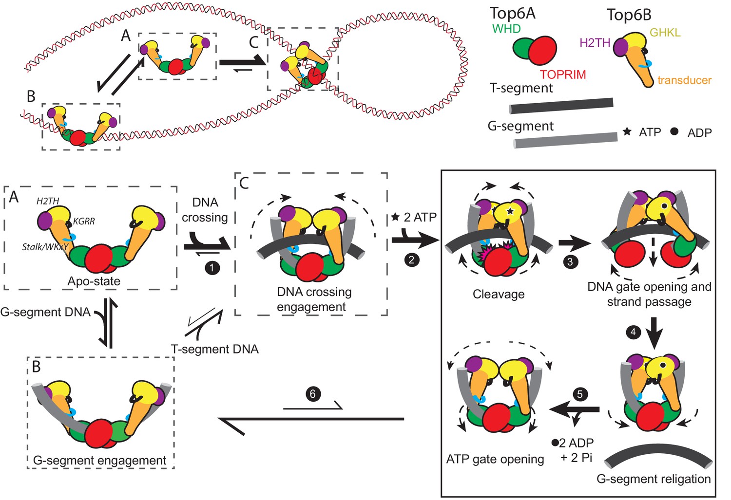 Topoisomerase VI senses and exploits both DNA crossings and