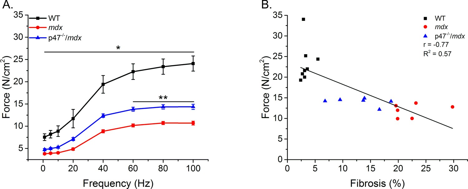 NADPH oxidase mediates microtubule alterations and diaphragm ...