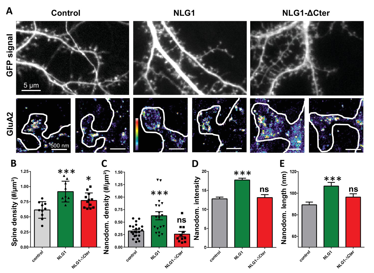 Target shape samples and size distribution of MSD and synapse