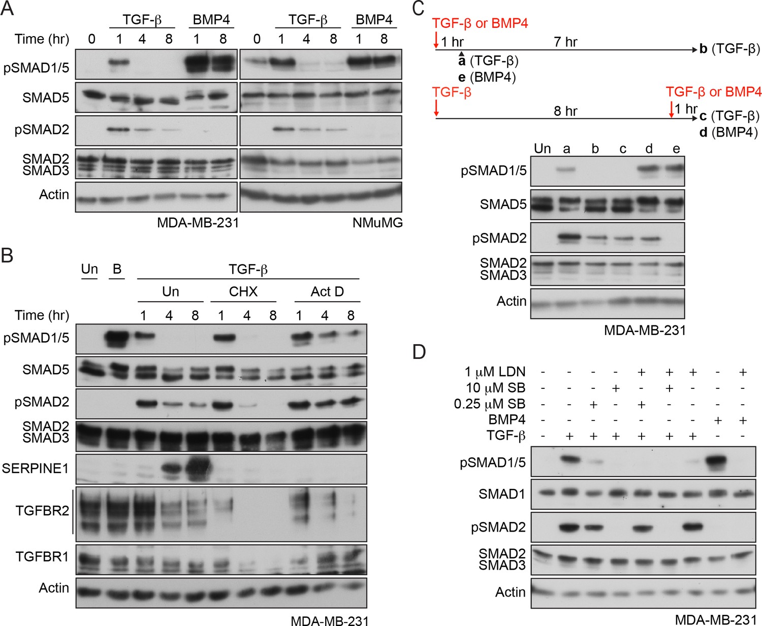 Tgf B Uses A Novel Mode Of Receptor Activation To Phosphorylate Smad1 5 And Induce Epithelial To Mesenchymal Transition Elife