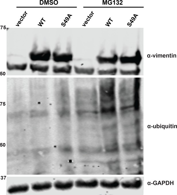 Figures And Data In Site-specific Glycosylation Regulates The Form And ...