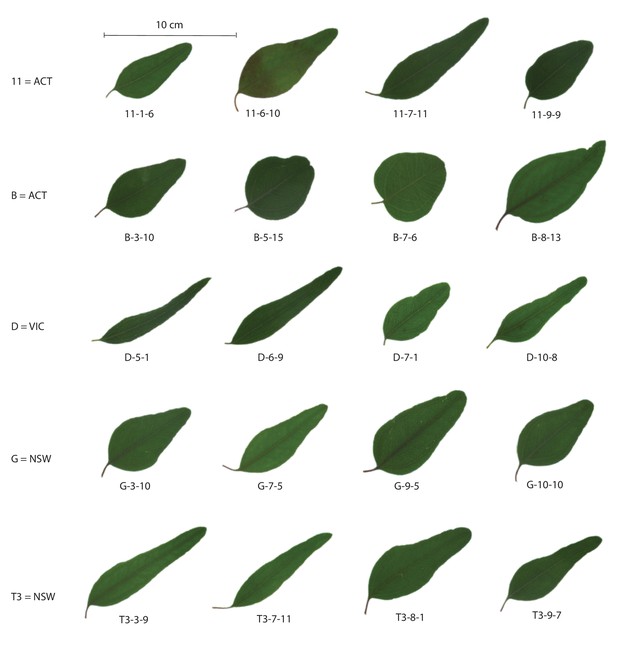 Landscape genomic prediction for restoration of a Eucalyptus foundation ...