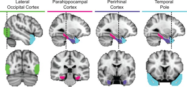 Integrative and distinctive coding of visual and conceptual object ...