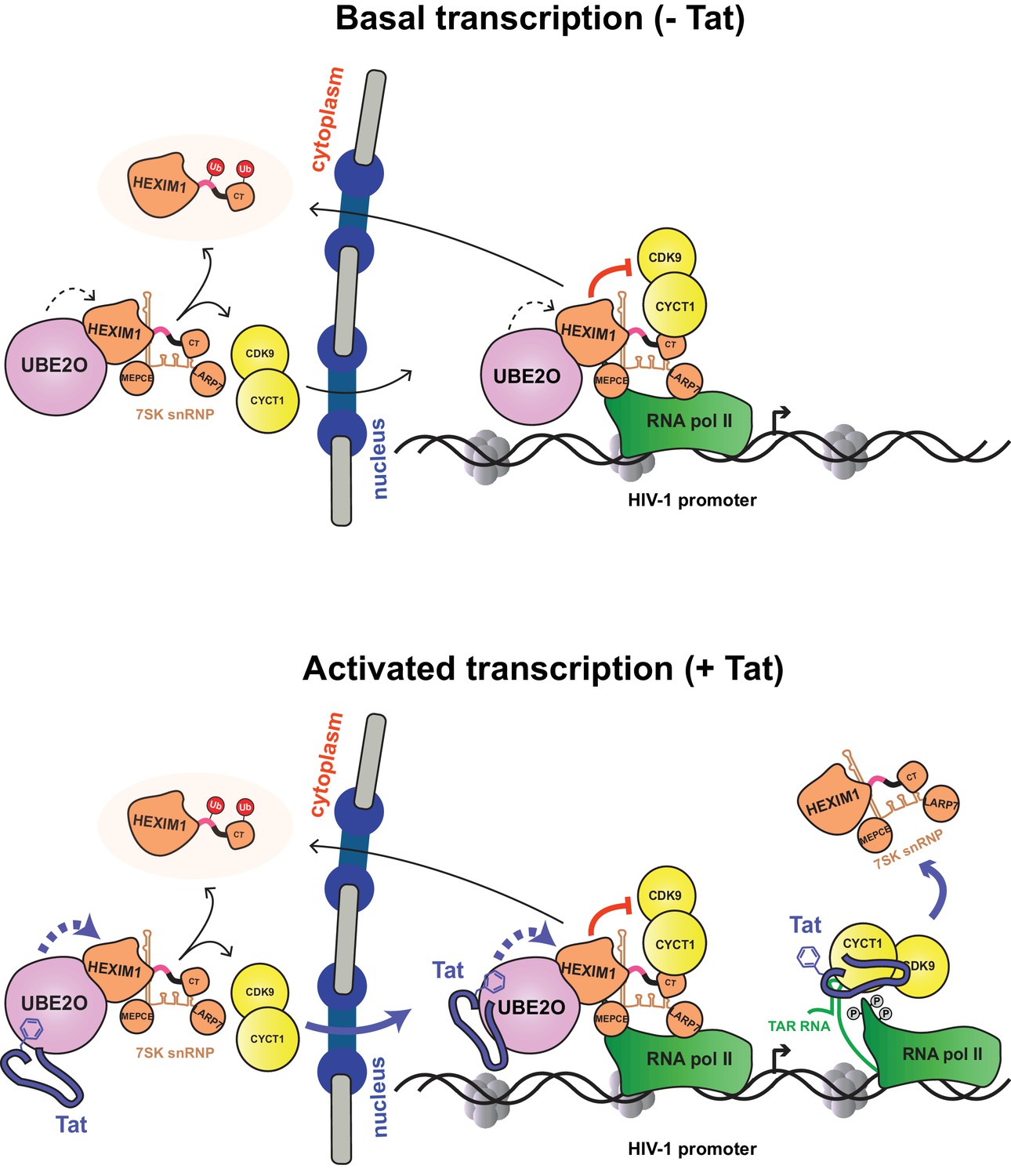 Figures And Data In The HIV-1 Tat Protein Recruits A Ubiquitin Ligase ...