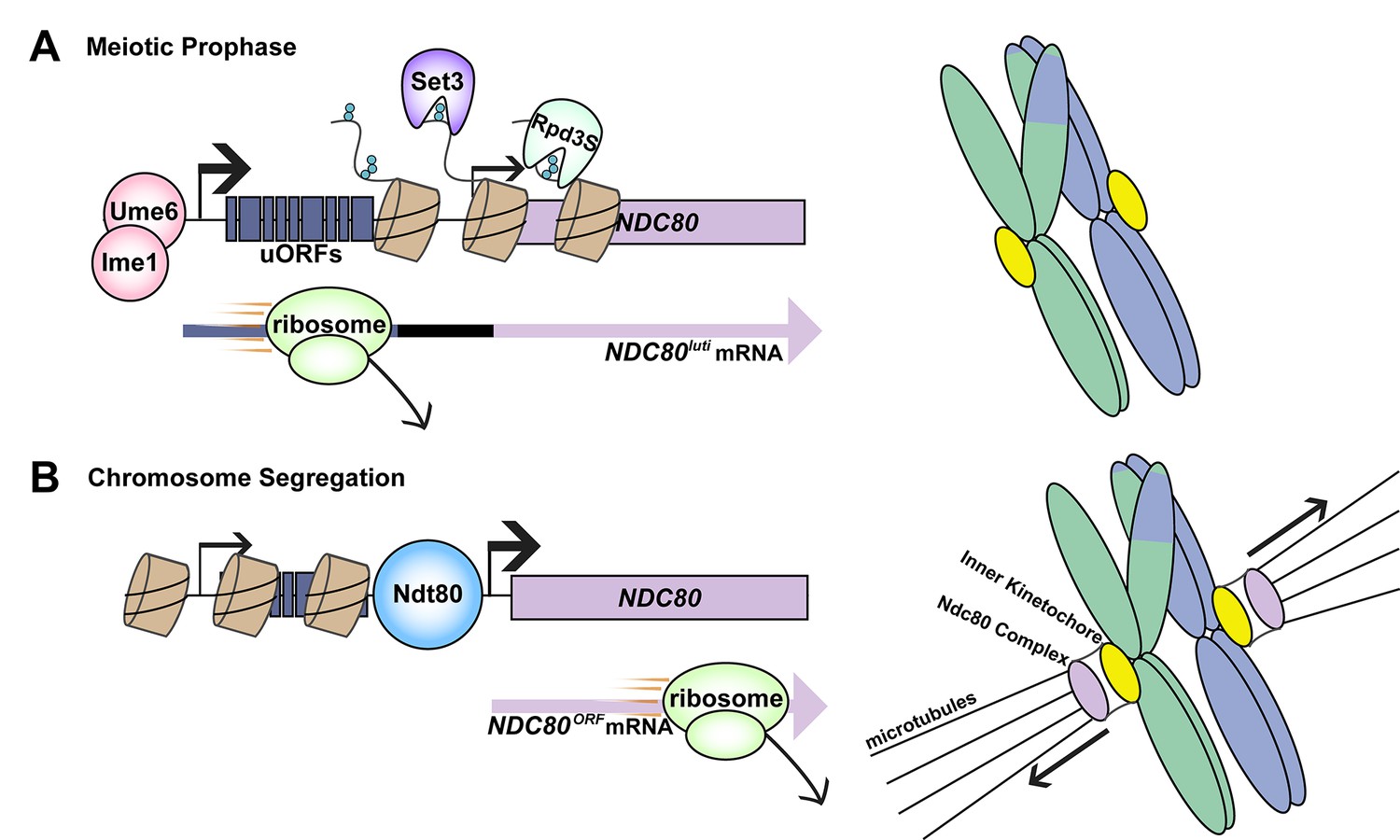 Gene Regulation A Transcriptional Switch Controls Meiosis Elife