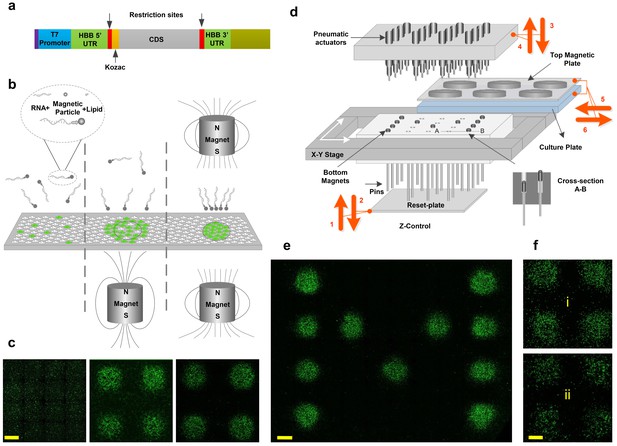 Figures and data in Combinatorial programming of human neuronal ...