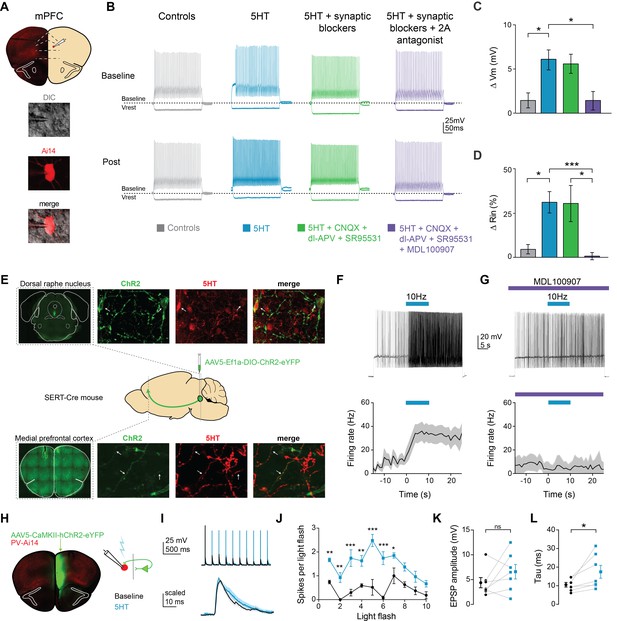 Serotonin enhances excitability and gamma frequency temporal ...