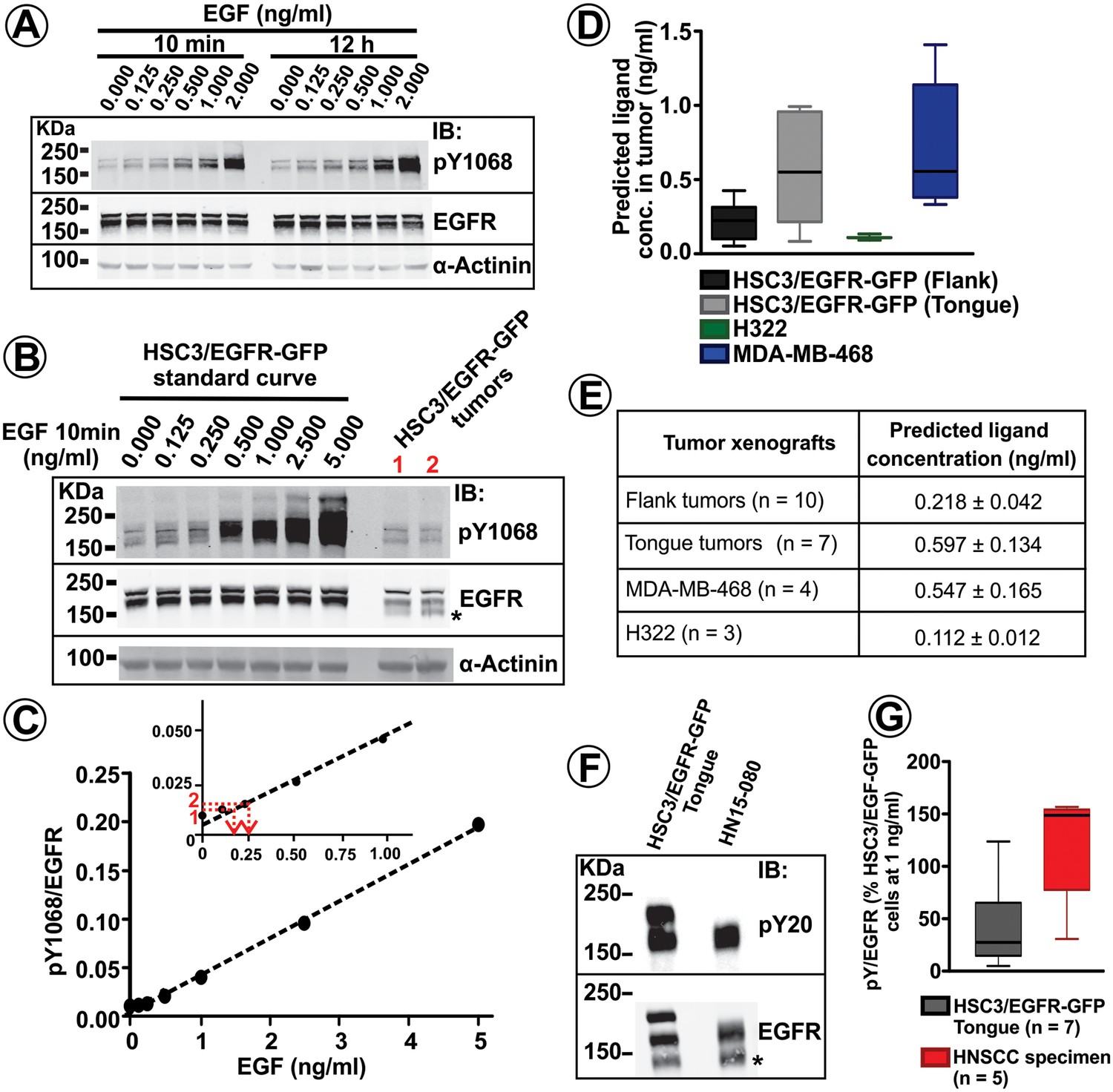 EGF Receptor Signaling, Phosphorylation, Ubiquitylation And Endocytosis ...