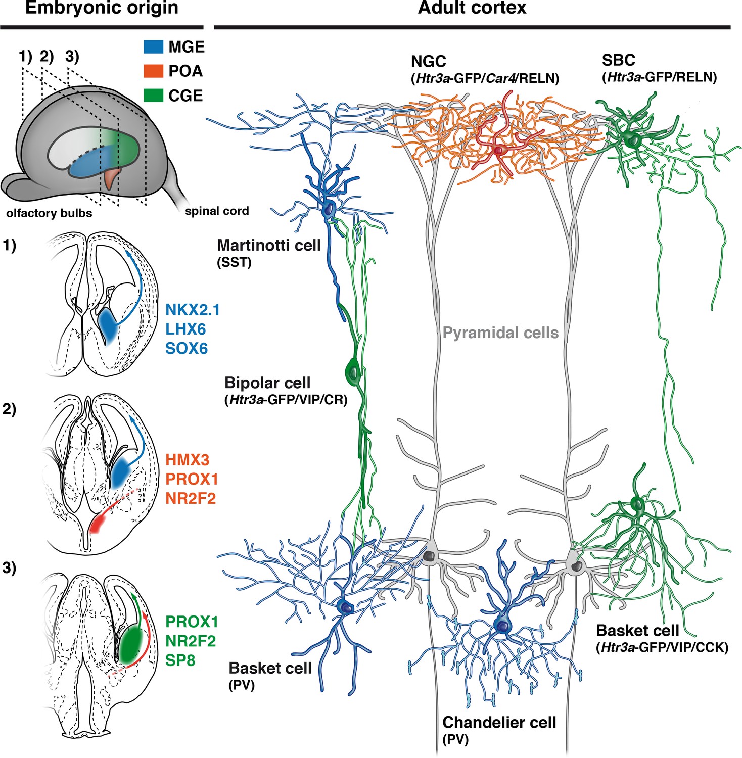 Neurogliaform Cortical Interneurons Derive From Cells In The Preoptic