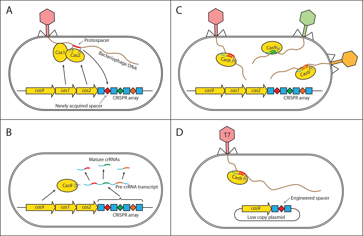 CRISPR-based Herd Immunity Can Limit Phage Epidemics In Bacterial ...