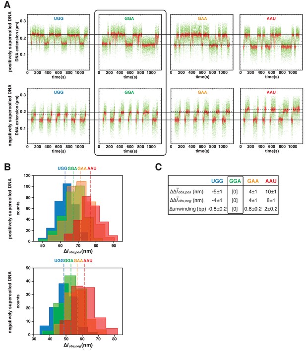 The Mechanism Of Variability In Transcription Start Site Selection | ELife