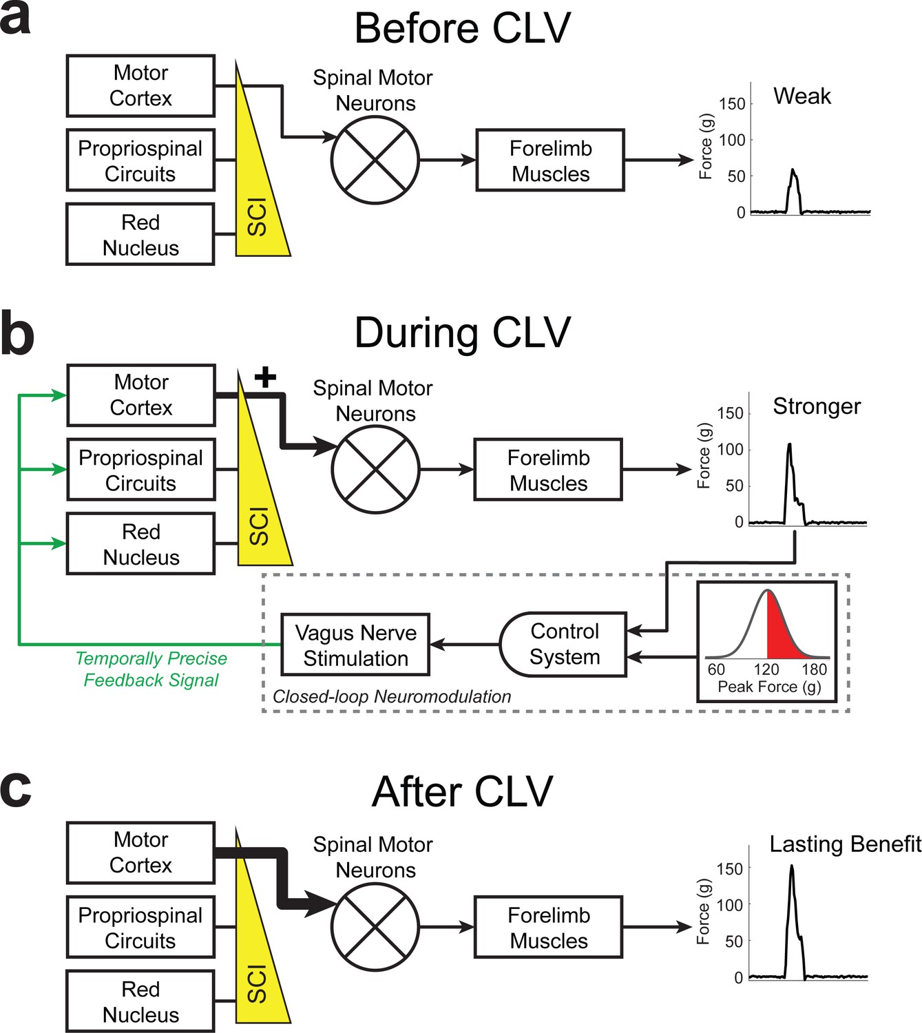 Closed-loop Neuromodulation Restores Network Connectivity And Motor ...