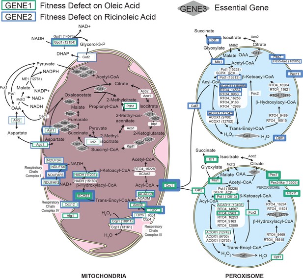 Figures and data in Functional genomics of lipid metabolism in the ...