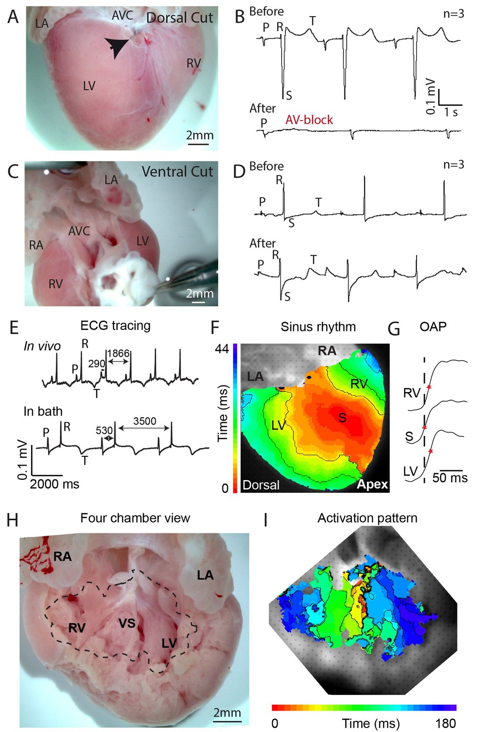 Figures and data in Specialized impulse conduction pathway in the ...